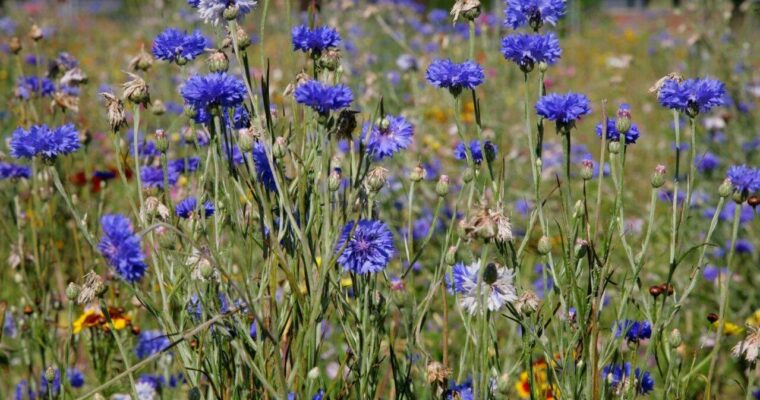 Close-up of cornflowers in meadow. Purple flower, with some yellow and red, and white flowers.