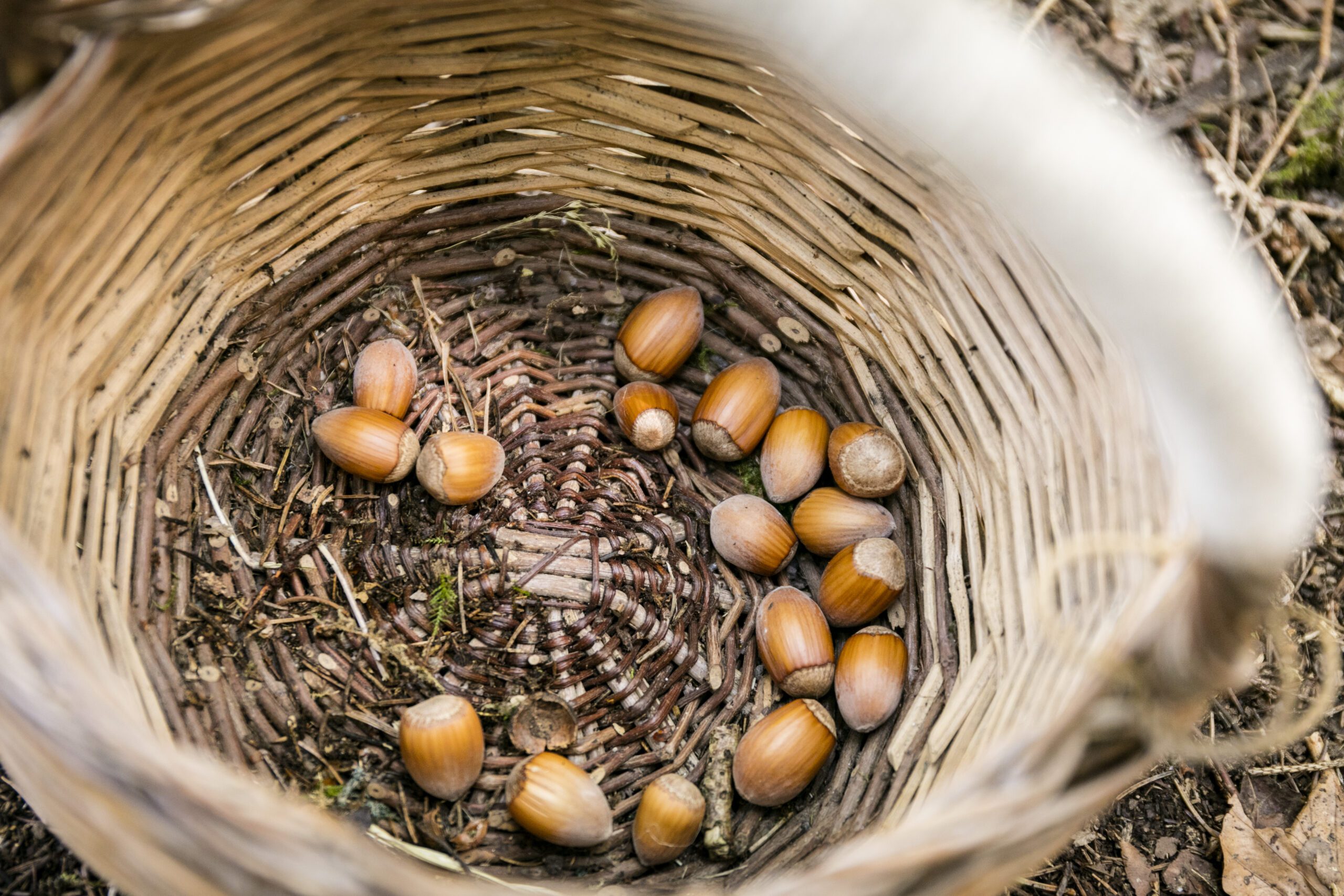 Acorns in a basket