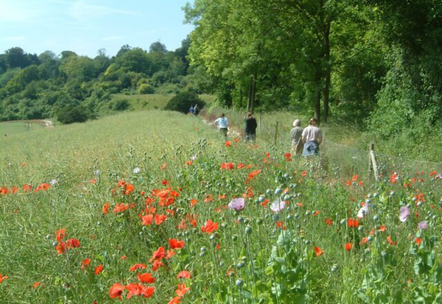 Group of walkers in a meadow of wildflowers, including poppies. Trees on the right and in the distance, on a sunny day.