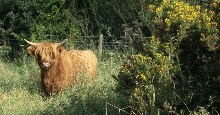 Farming in Protected Landscapes: Indicative Projects