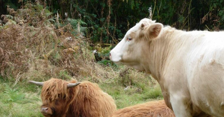 Farming in Protected Landscapes: Indicative Projects