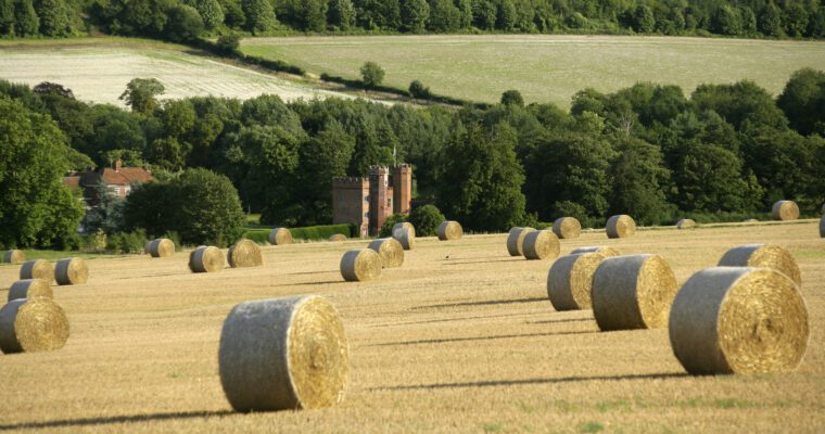 Field at Lullingstone