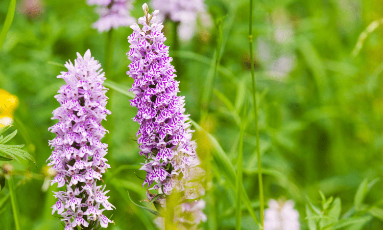 Common spotted orchid