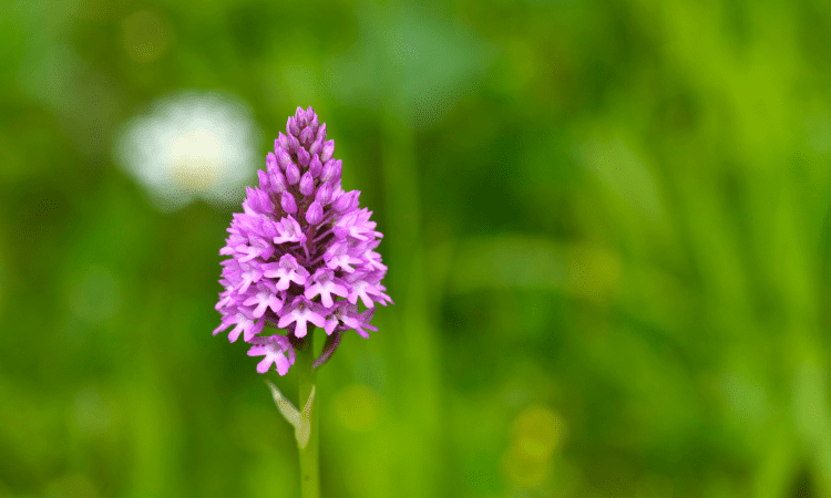 Pyramidal orchid