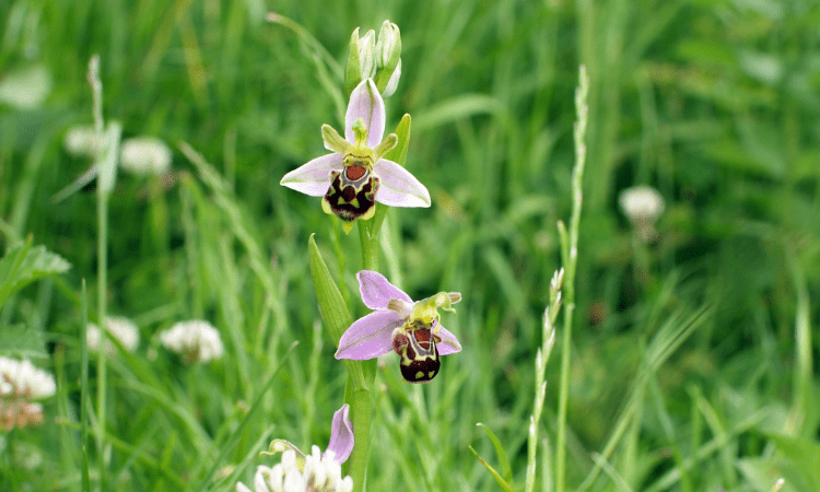 Bee orchid in grassland