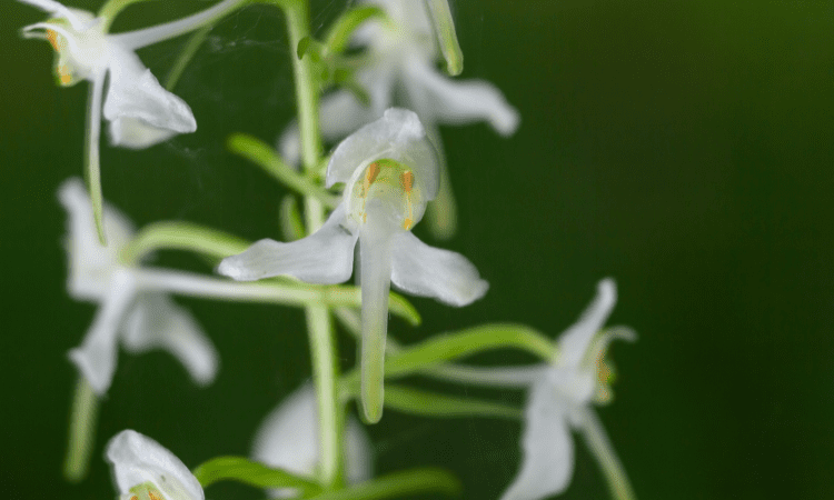 Greater butterfly orchid close up