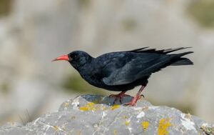 Chough on a rock