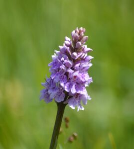 Common spotted-orchid in the Kent Downs