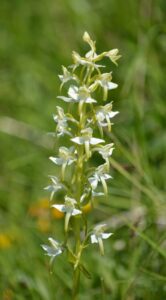 Greater butterfly orchid in the Kent Downs