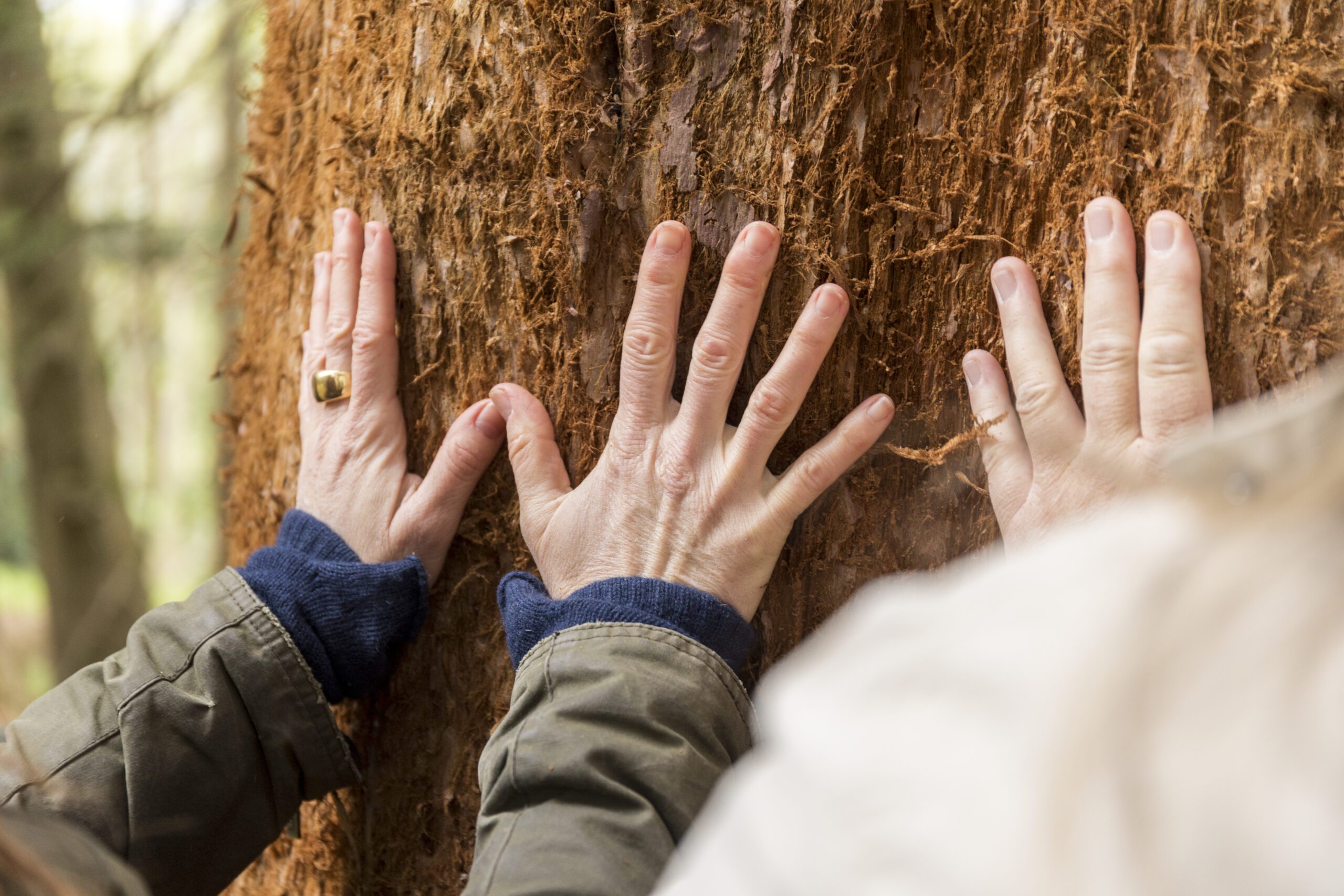 Touching the trees