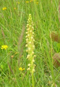 Man orchid in the Kent Downs