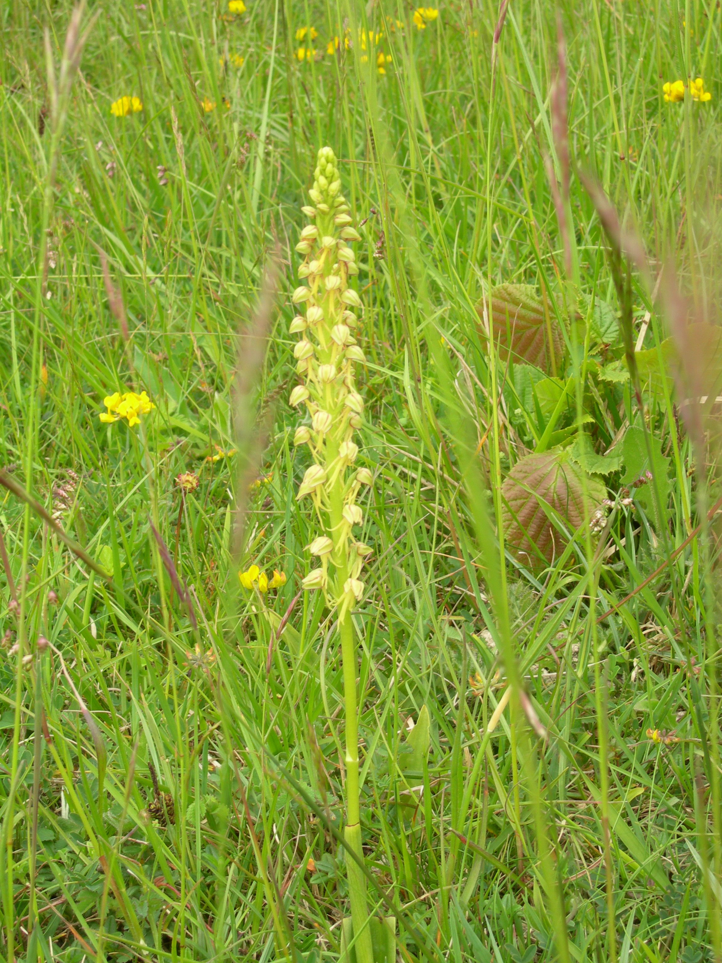 Man orchid in the Kent Downs