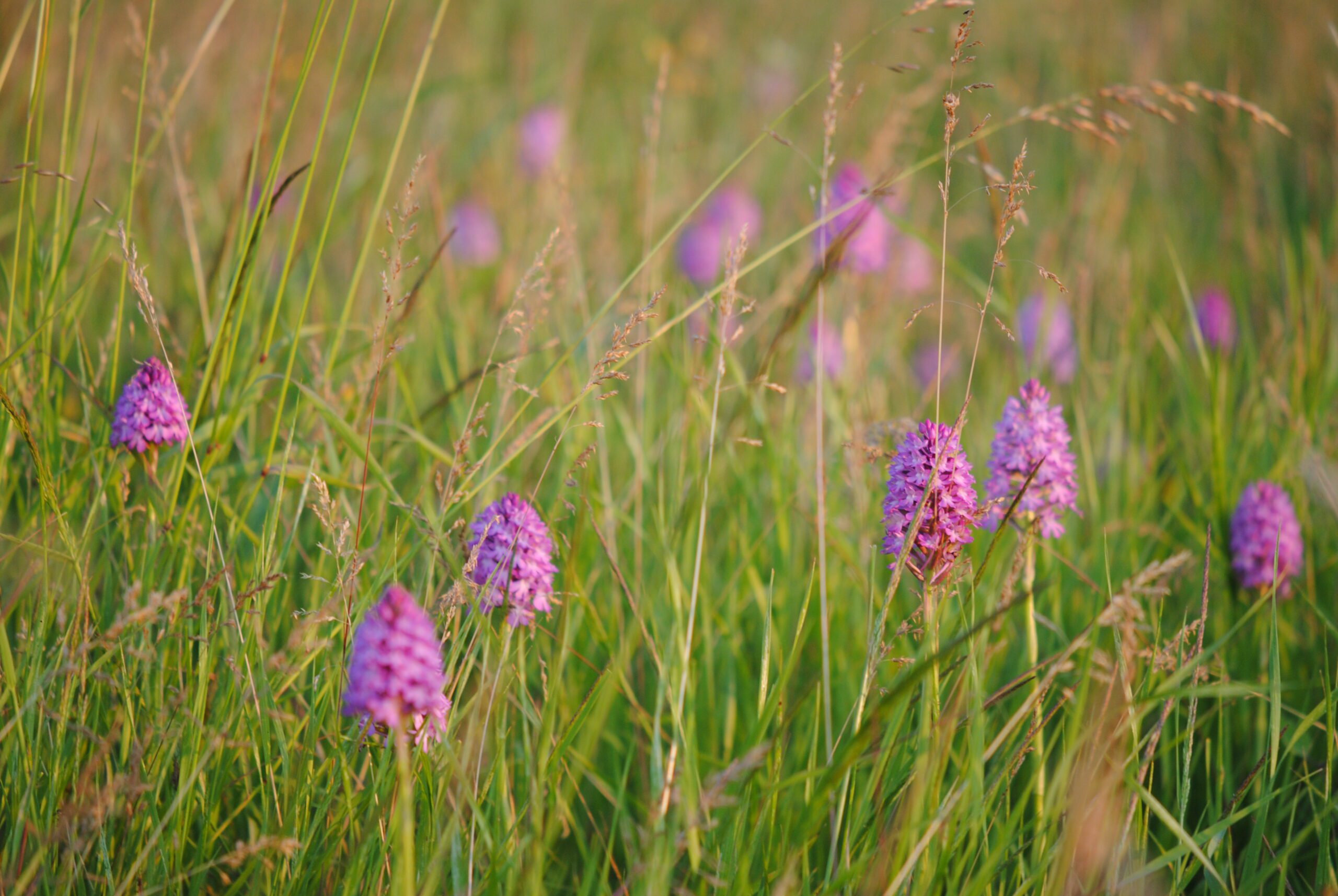 Pyramidal orchids in grassland