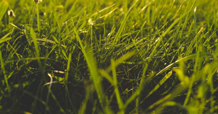 Close up of grass.