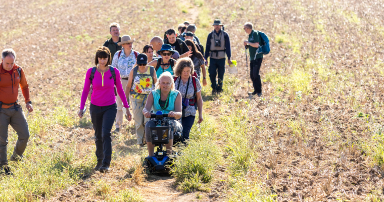 Group of walkers and one person on a mobility scooter, on a dusty path, through cut-crop field.