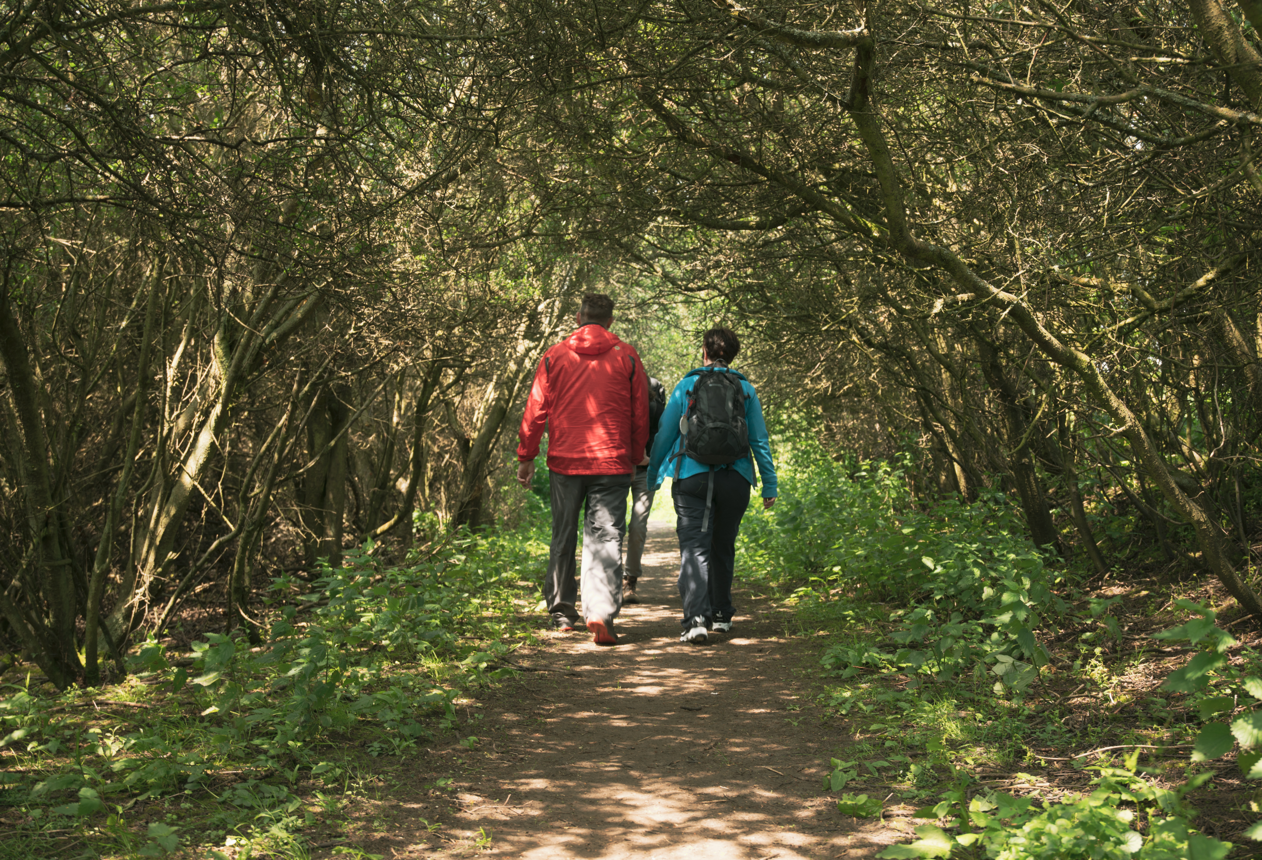 Three people walking away from camera, down woodland path, surrounded with trees.