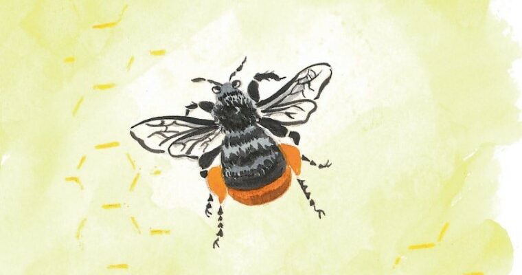 The Bees Tale - Book Launch