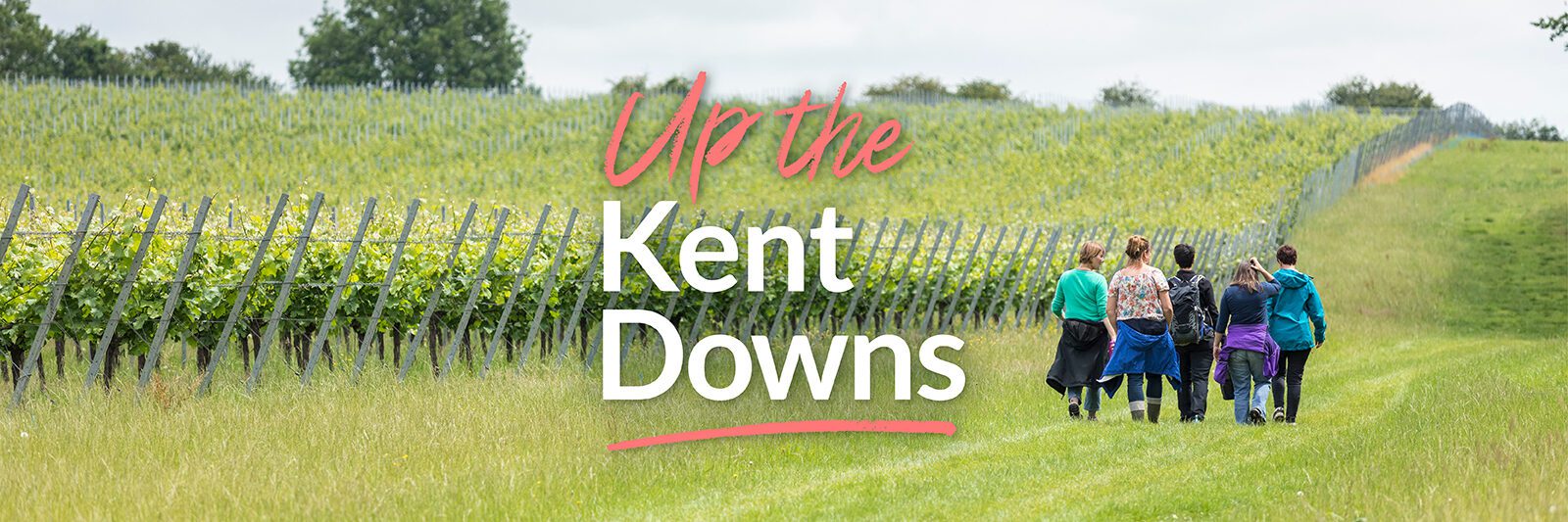 Group of people walking, away from camera, on a grass field. With vineyard on left and text Up the Kent Downs overlayered on image.