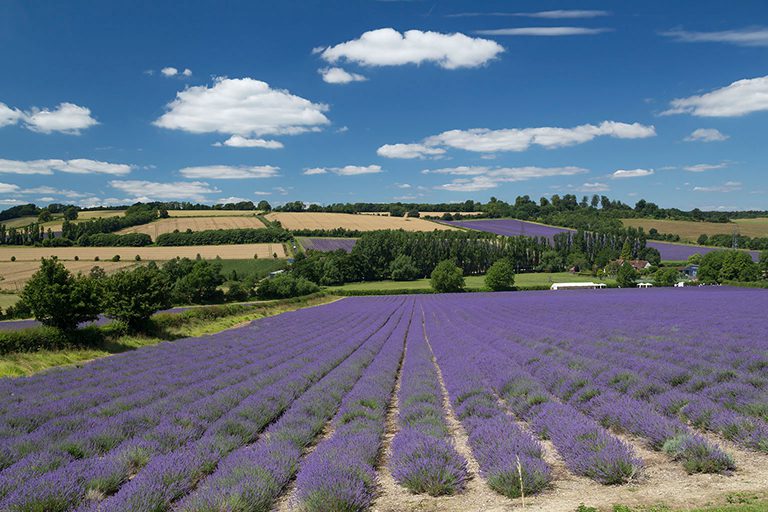Lavender fields with trees in background, blue skies.