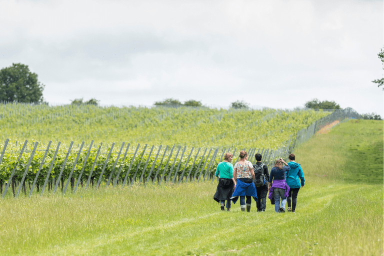 Group of people, walking away from camera, on green fields, with vineyard on the left. Sunny day.