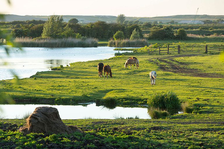 Horses grazing on grass, with wetlands and trees surrounding.