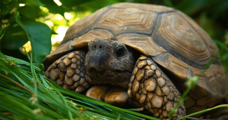 Close-up tortoise in green grass.