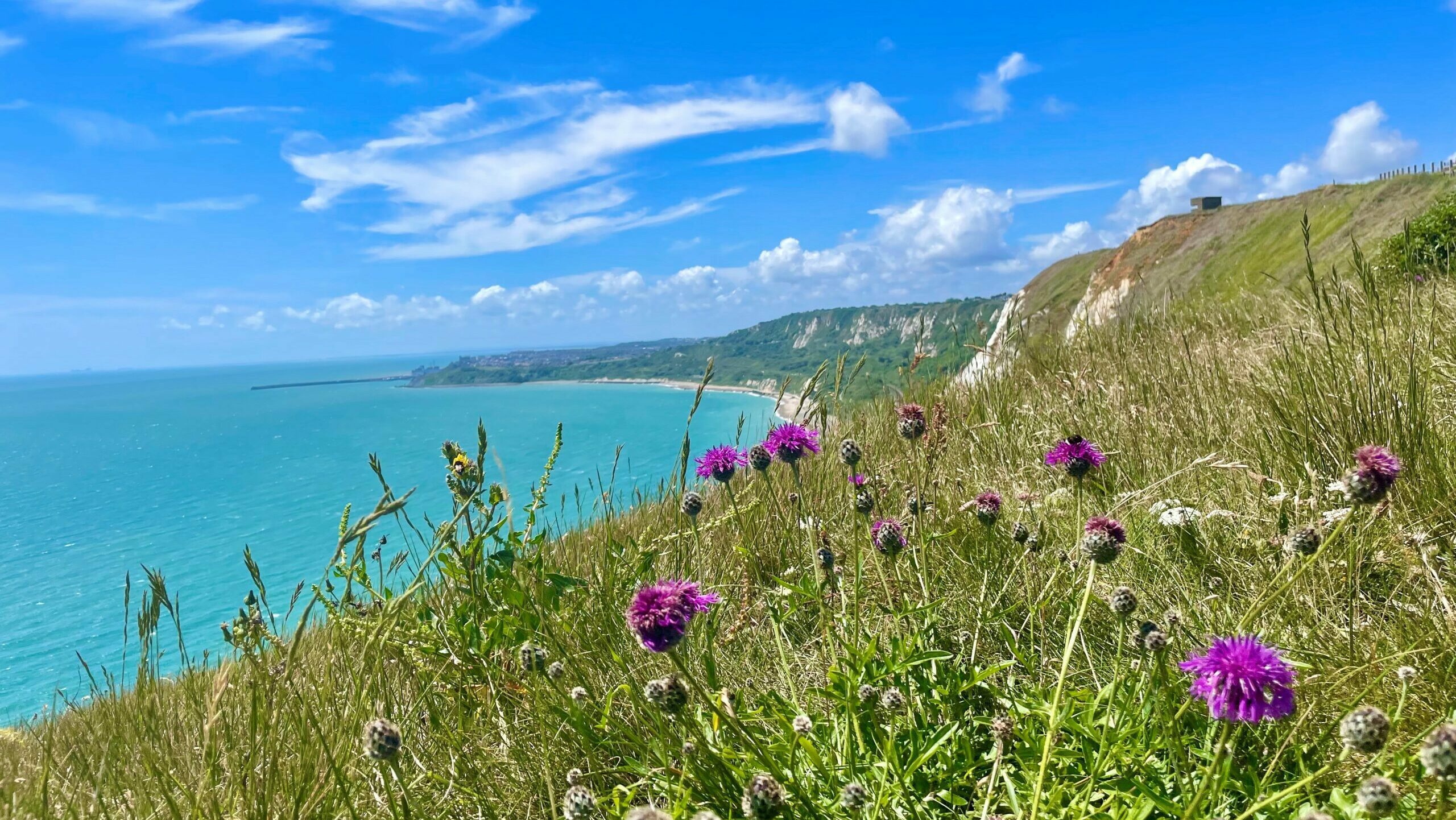 View across Folkestone coastline. With wild meadow in foreground, sea on left and coastline on right. Sunny day.