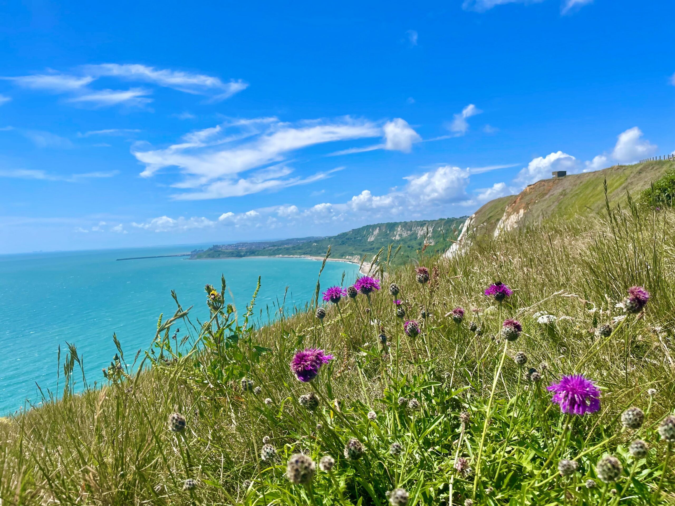 View across Folkestone coastline. With wild meadow in foreground, sea on left and coastline on right. Sunny day.