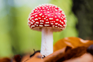 Red and white spotted fly agaric mushroom