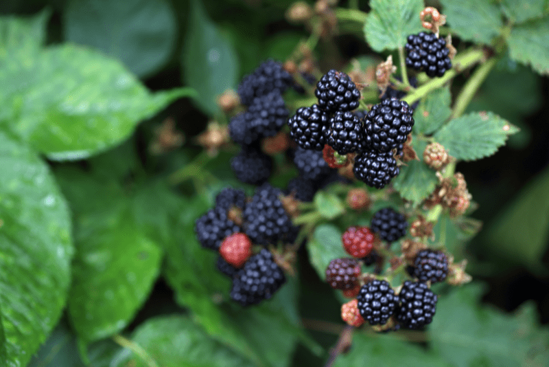 Blackberry in hedgerow