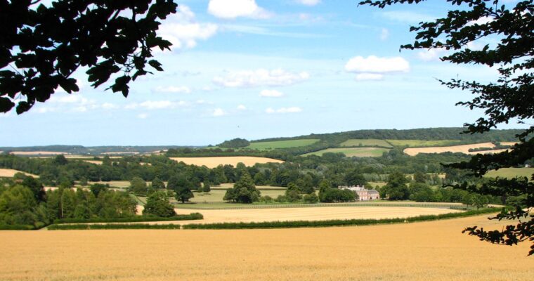 View across Godmersham, between trees. Yellow and green fields of crops.