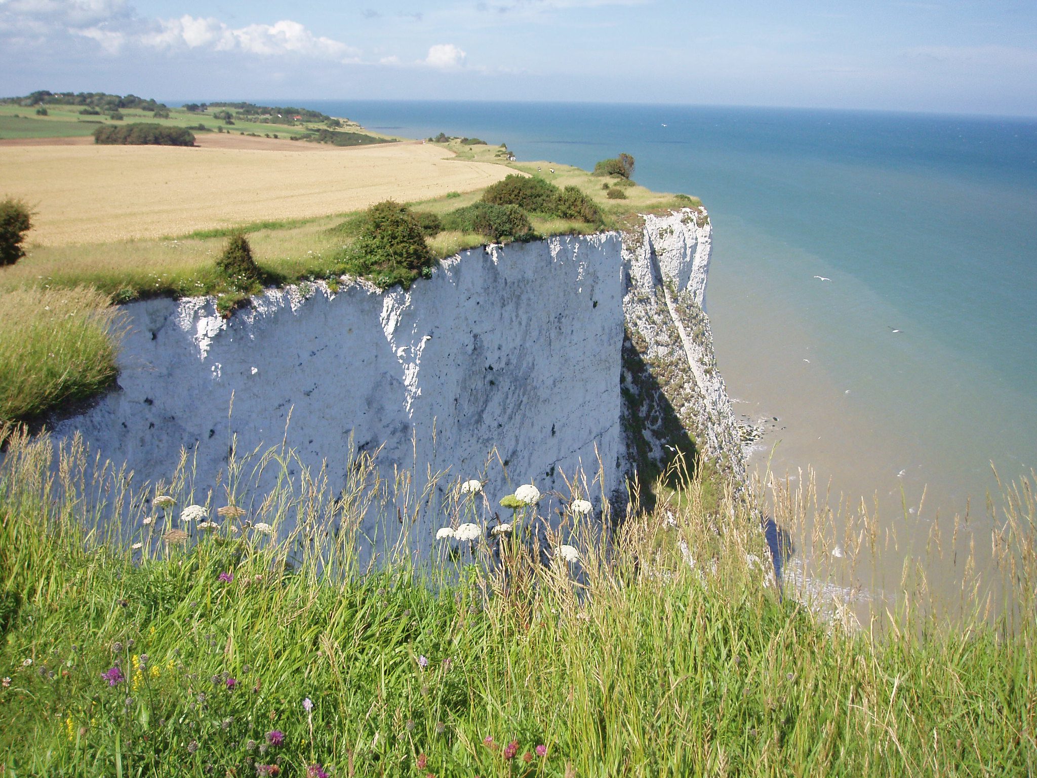 White Cliffs of Dover, with the sea on the right, on a sunny day. With wild flowers in the foreground.