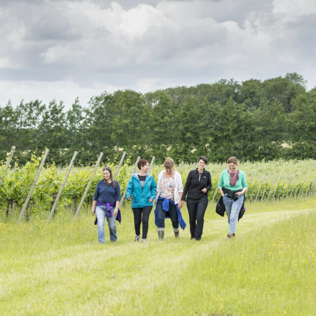Five smiling women walking through a vineyard.