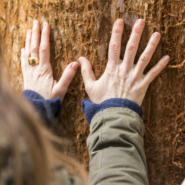 Close-up people's hands on a tree.