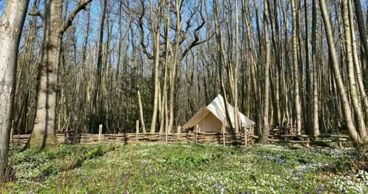 Bell tent in Badgells Wood, with trees surrounding and wild flower meadow.
