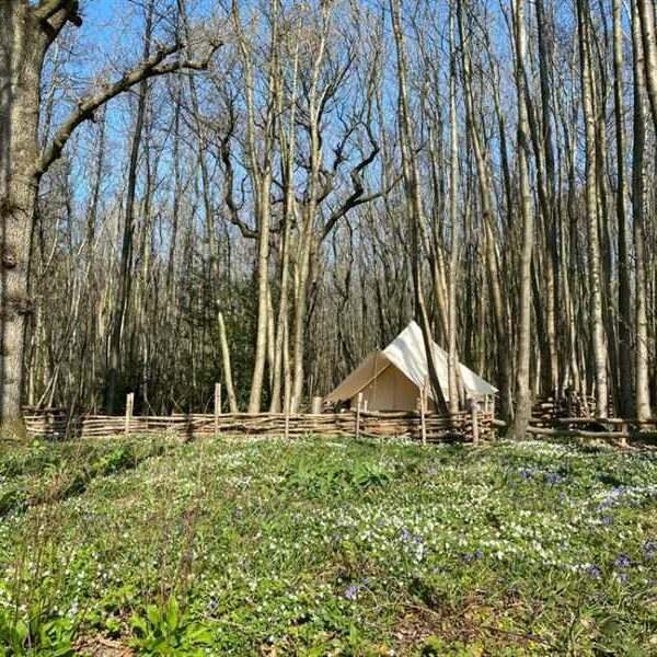 Bell tent in Badgells Wood, with trees surrounding and wild flower meadow.