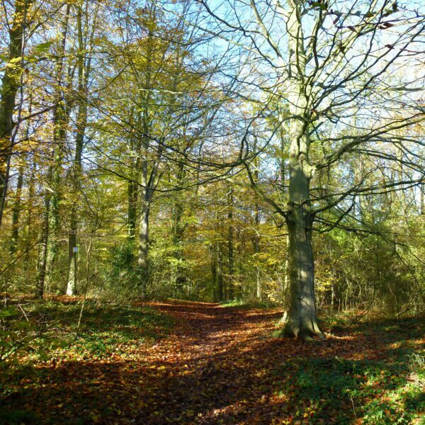 Woodland with trees in autumn on a sunny day.