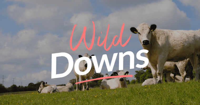 Herd of white cows, with black ears and snout, looking towards camera in grass meadow. Text Wild Downs layered over image.