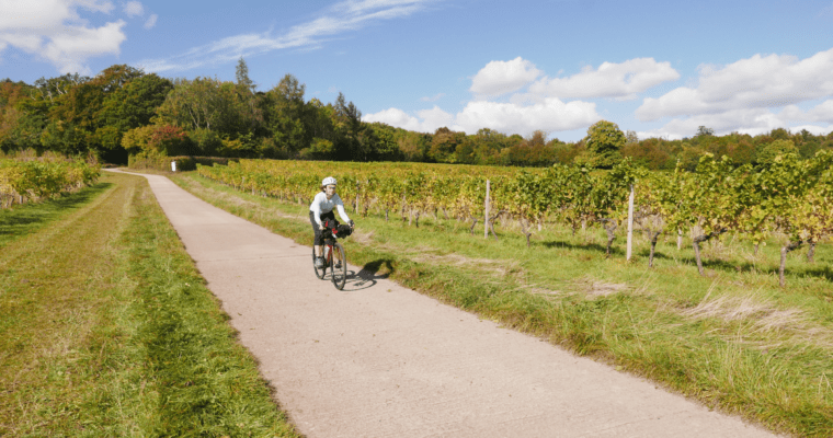 Person cycling on path towards camera, with orchard on both sides. Sunny day.