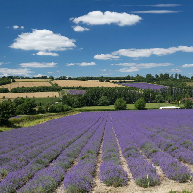 Lavender fields, with trees in distance and crop fields. Blue sunny sky.