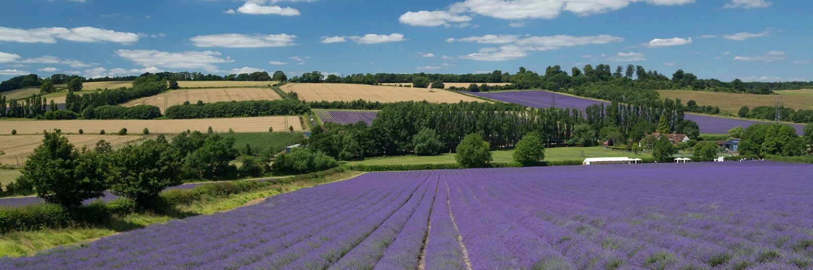 Lavender fields with woodlands and crop fields in background, on a sunny day.