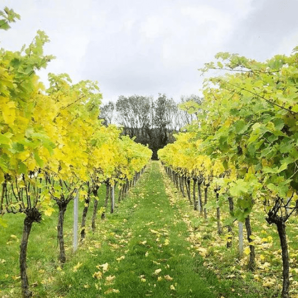 Vineyard pathway with vines on each side, leading down to trees.