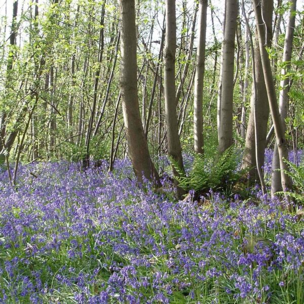 Bluebells and tall trees in Perry Wood.