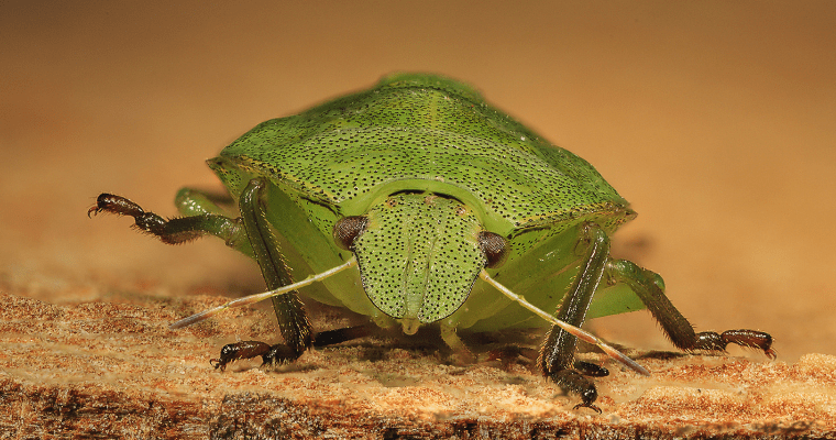Close-up of a Green Shield Bug.