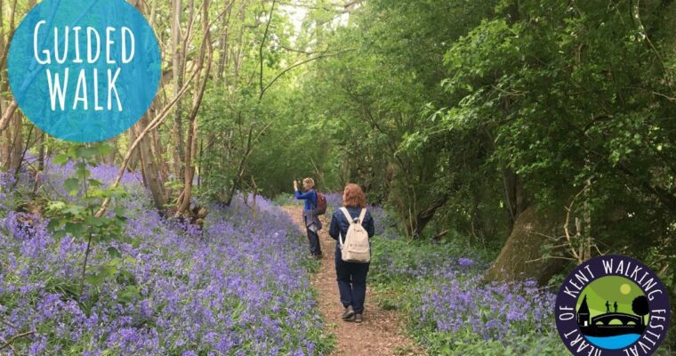 Guided Walk. Walkers walking through bluebells and trees.