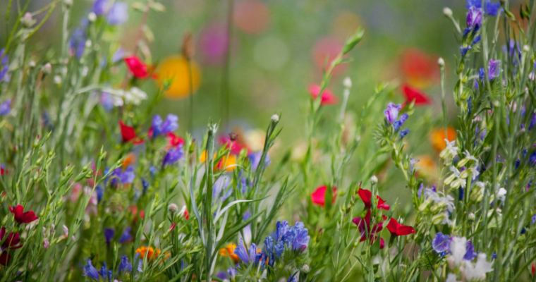 Introduction to Wild Flowers for Absolute Beginners - Kent Downs