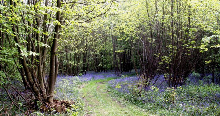 Grass path through woodland. The trees have green and yellow leaves. Bluebells are on the woodland floor.
