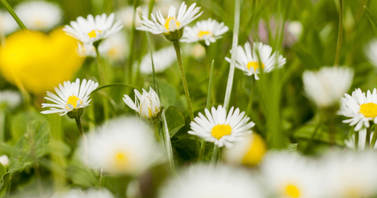 Close-up daisies in a green meadow.