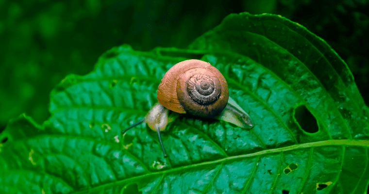 Close-up of small snail on a green leaf.