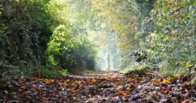 North Downs Way at Chilham, pathway with trees in autumn.